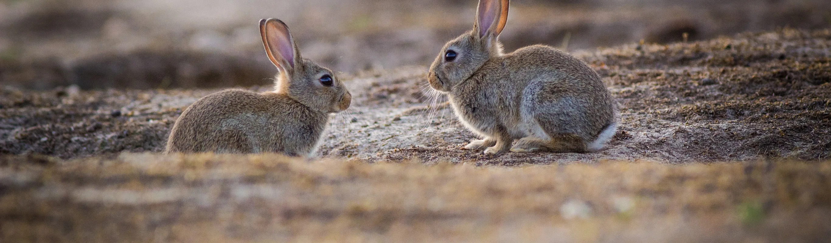 Two desert bunnies sitting with each other in an open desert field